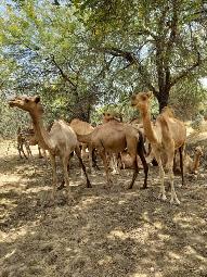 Élevage camelin au Tchad