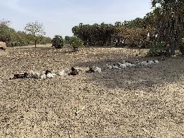 Zone de pâturage en saison sèche
